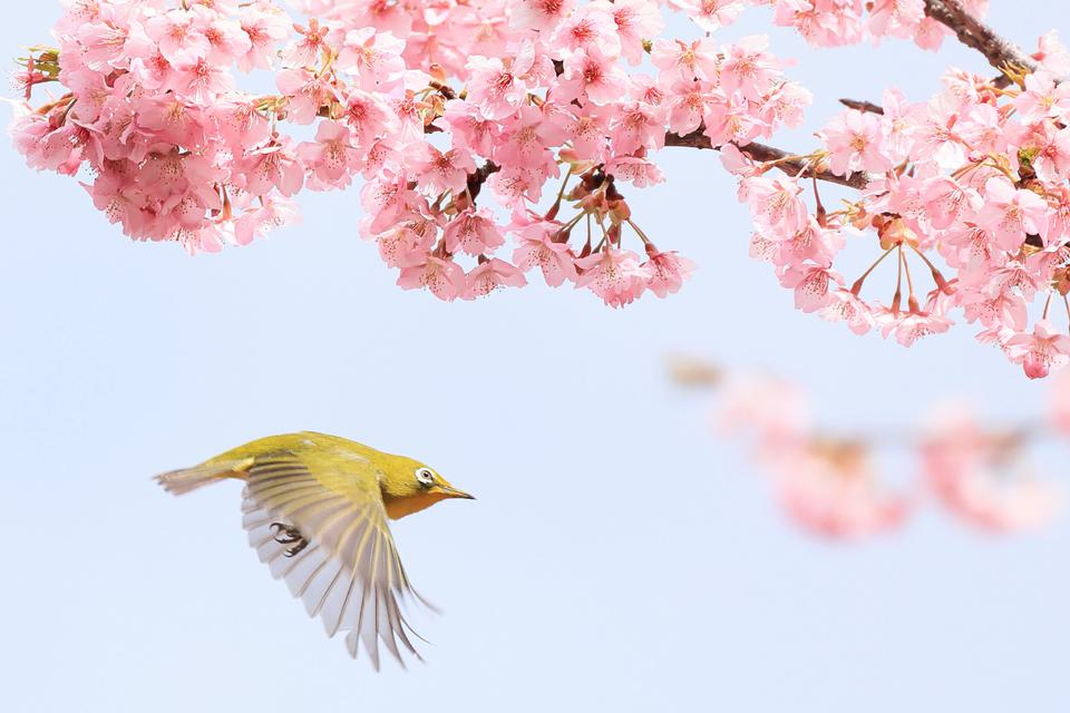 （C)ソニー写真部