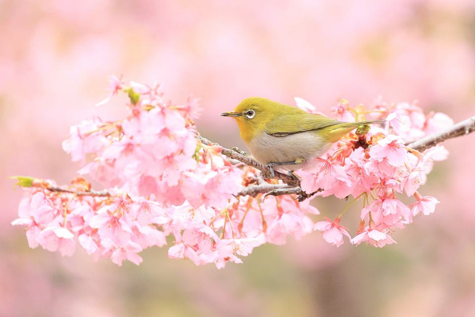 （C)ソニー写真部