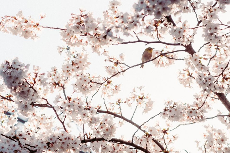 （C)ソニー写真部