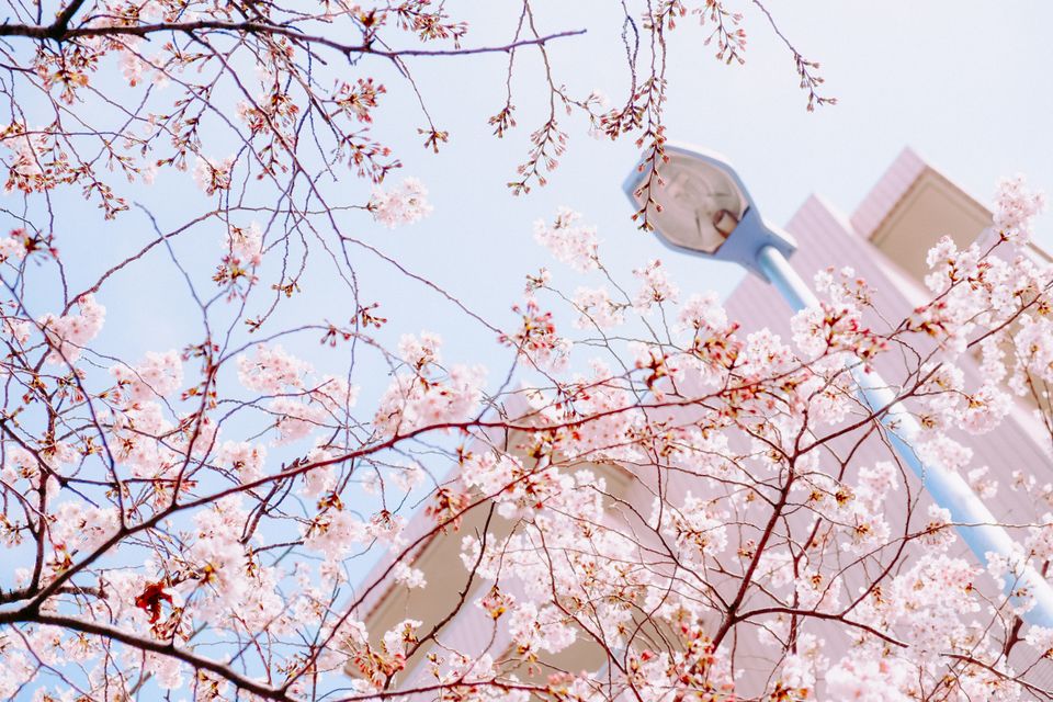 （C)ソニー写真部