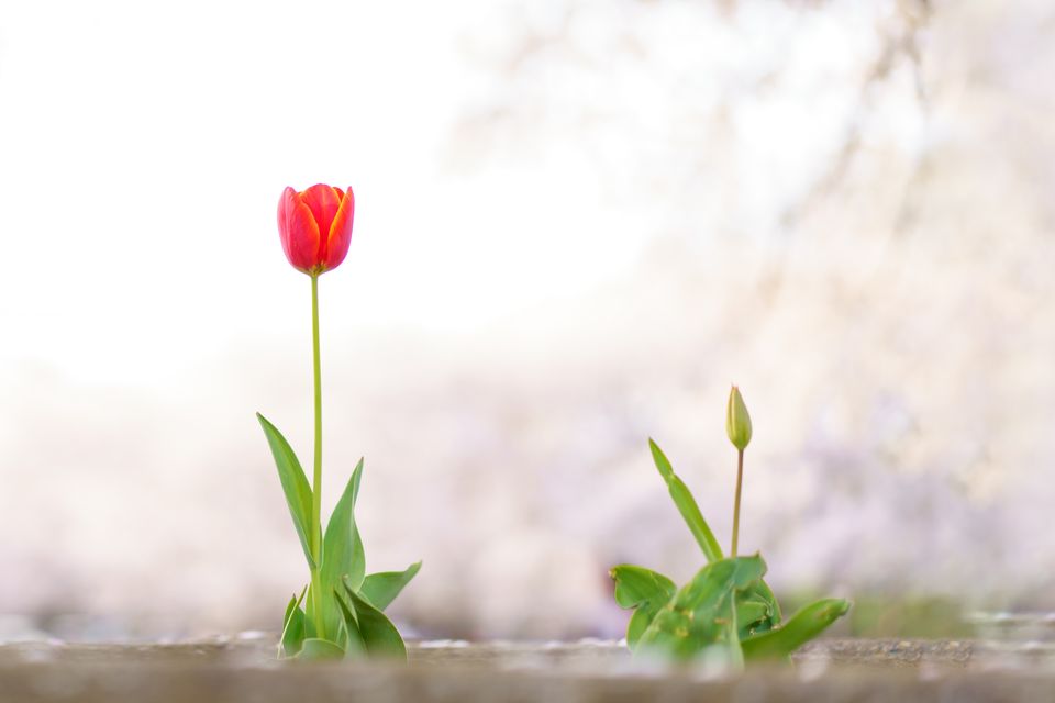 （C)ソニー写真部