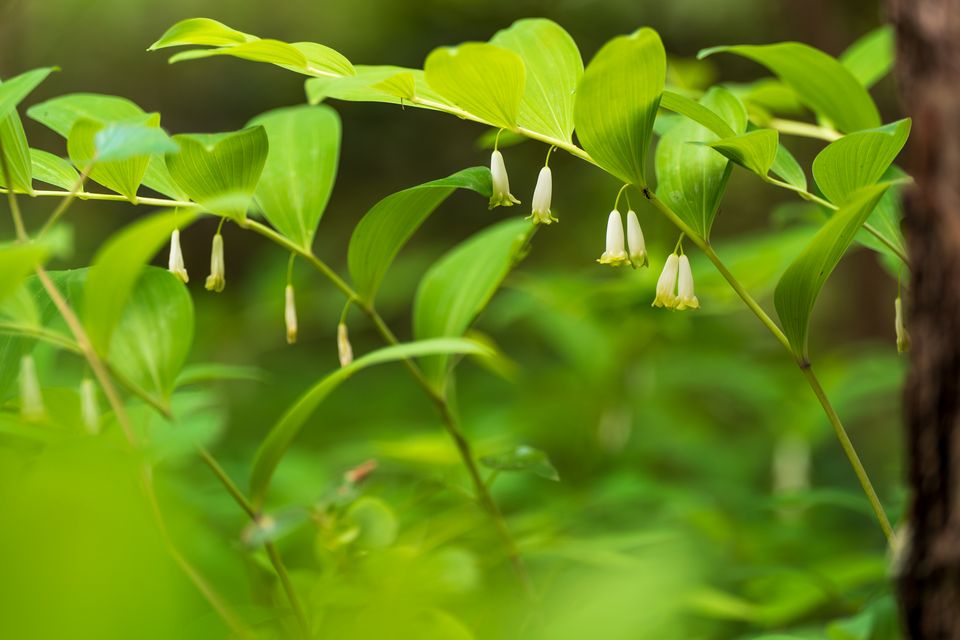 （C)ソニー写真部