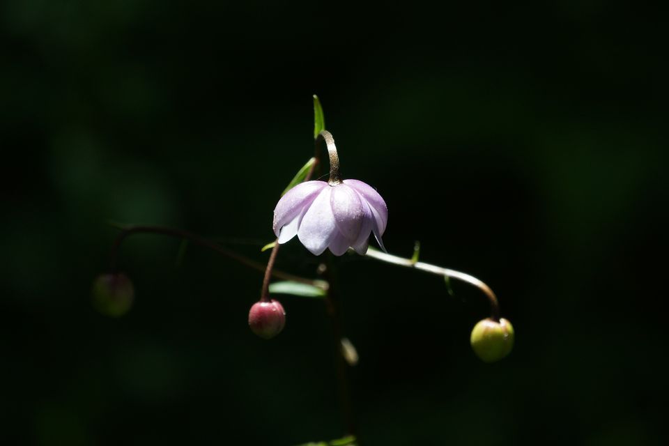 （C)ソニー写真部