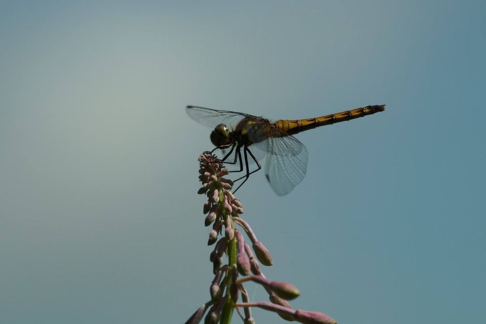 （C)ソニー写真部