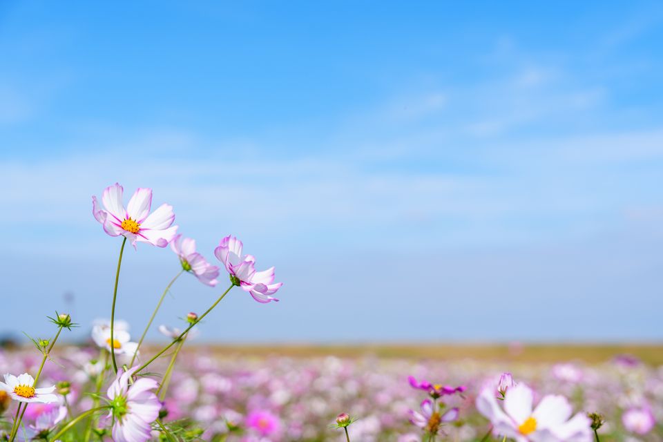 （C)ソニー写真部