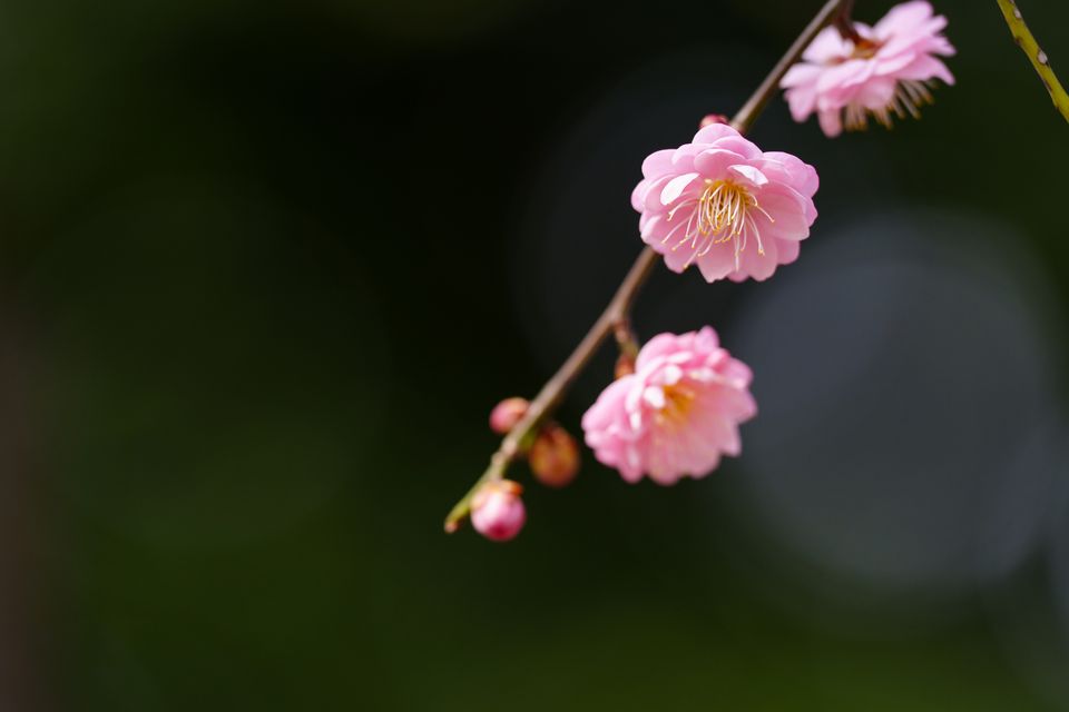 （C)ソニー写真部