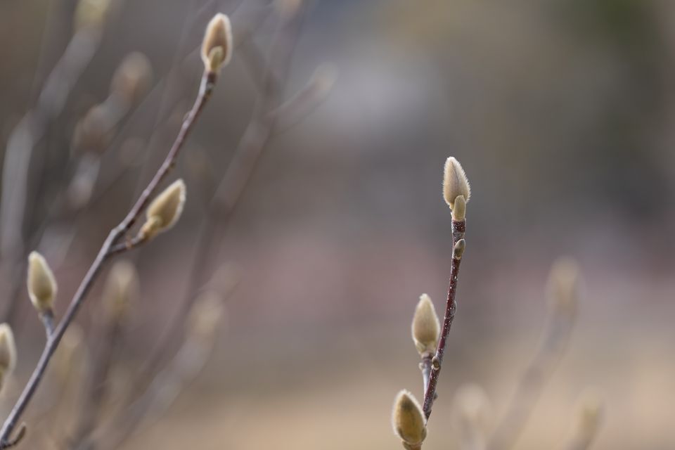 （C)ソニー写真部