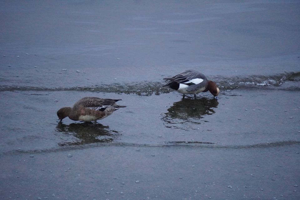 （C)ソニー写真部