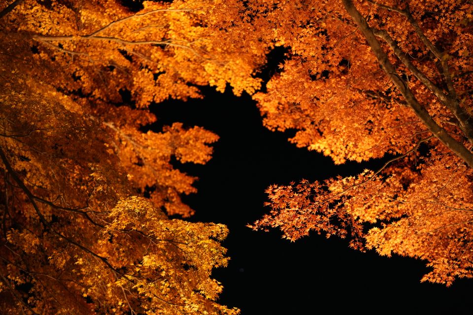 （C)ソニー写真部