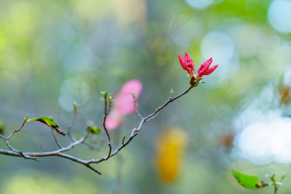 （C)ソニー写真部