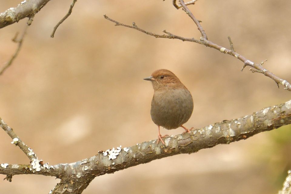 （C)ソニー写真部