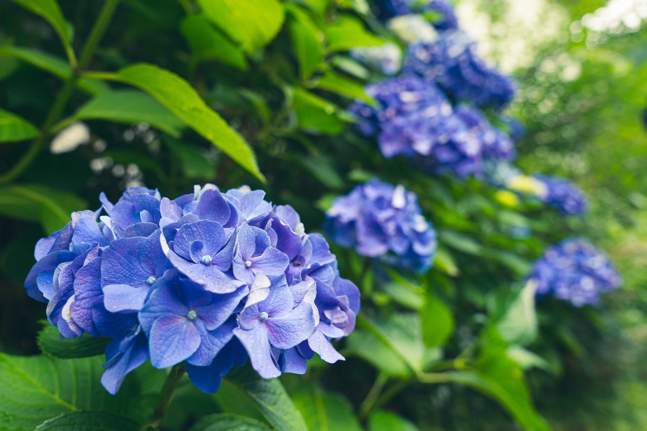 （C)ソニー写真部