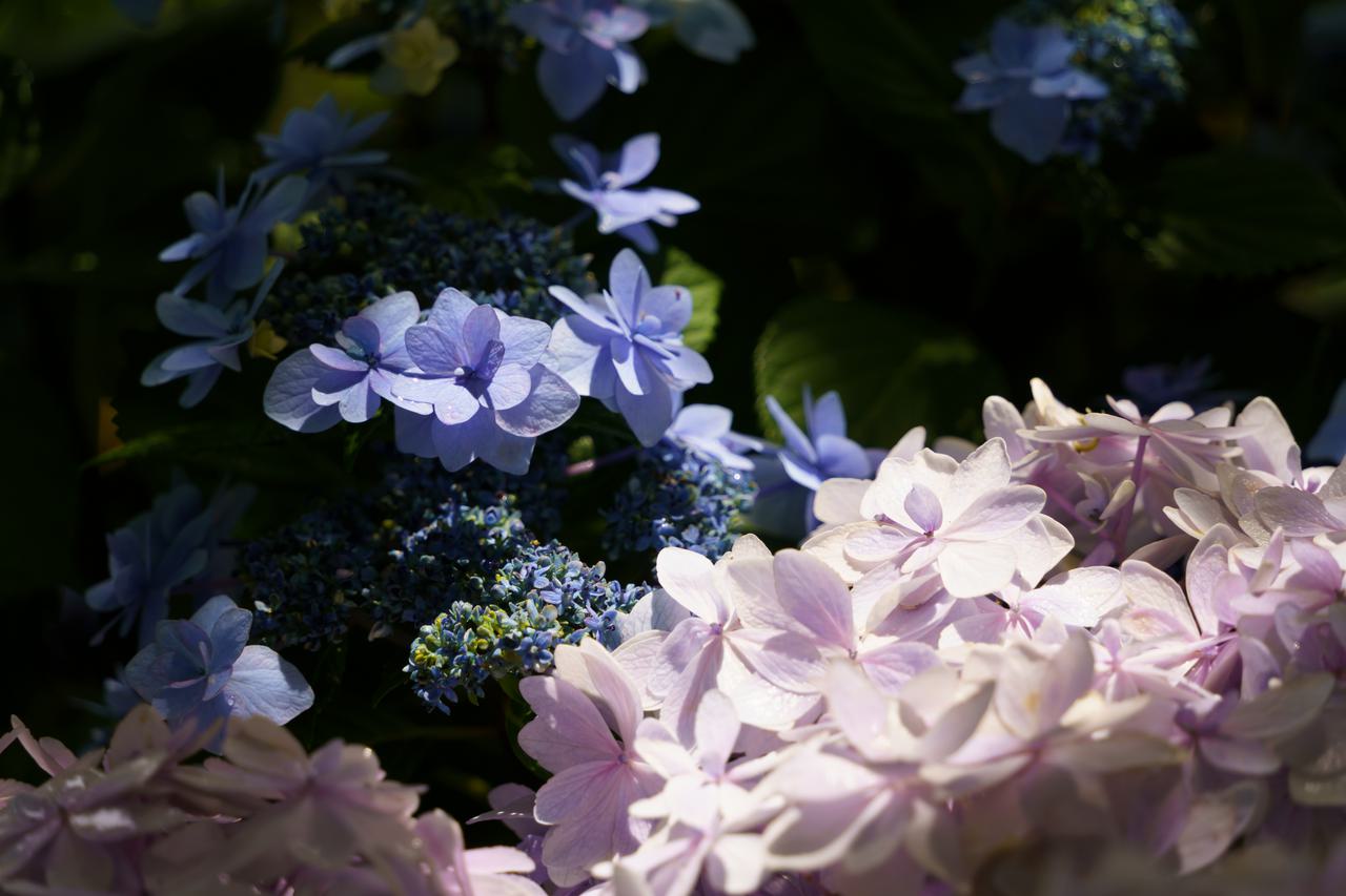 （C)ソニー写真部