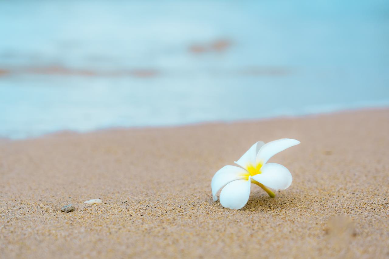 （C)ソニー写真部