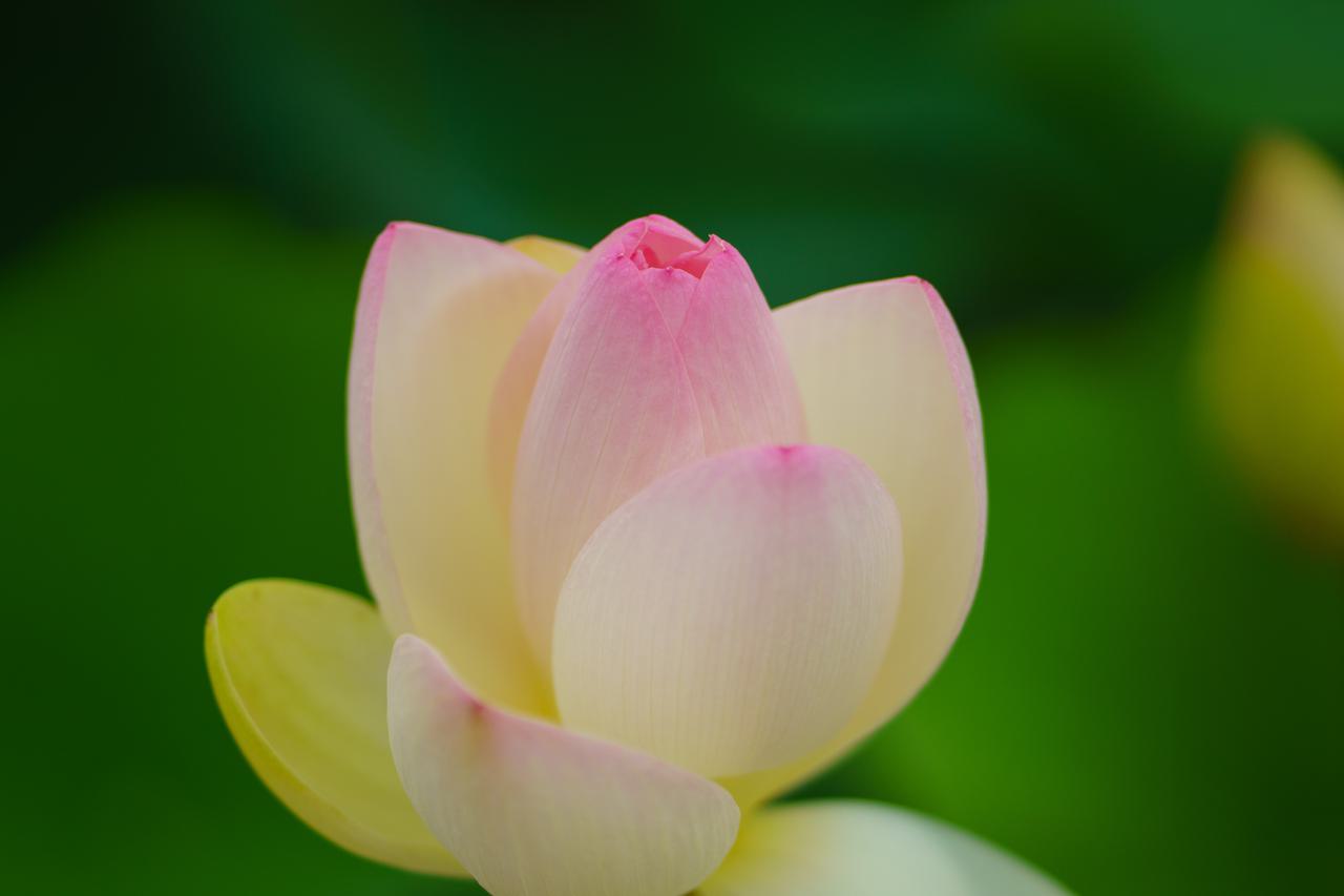 （C)ソニー写真部