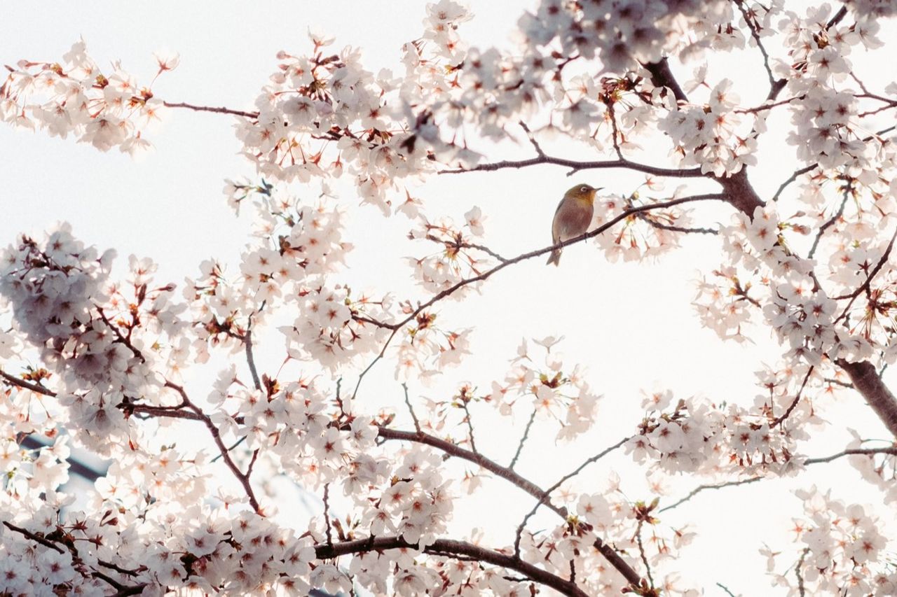 （C)ソニー写真部