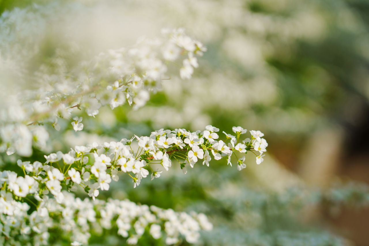 （C)ソニー写真部