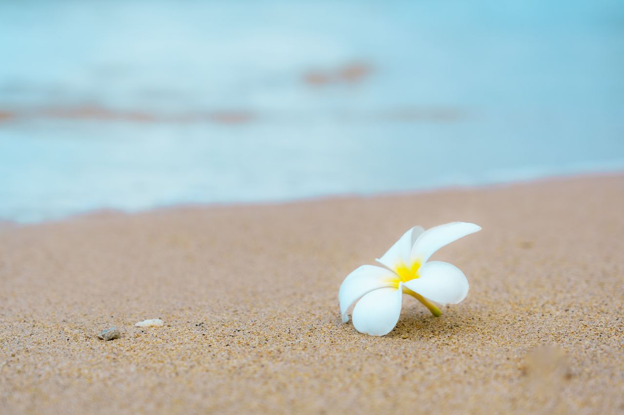 （C)ソニー写真部