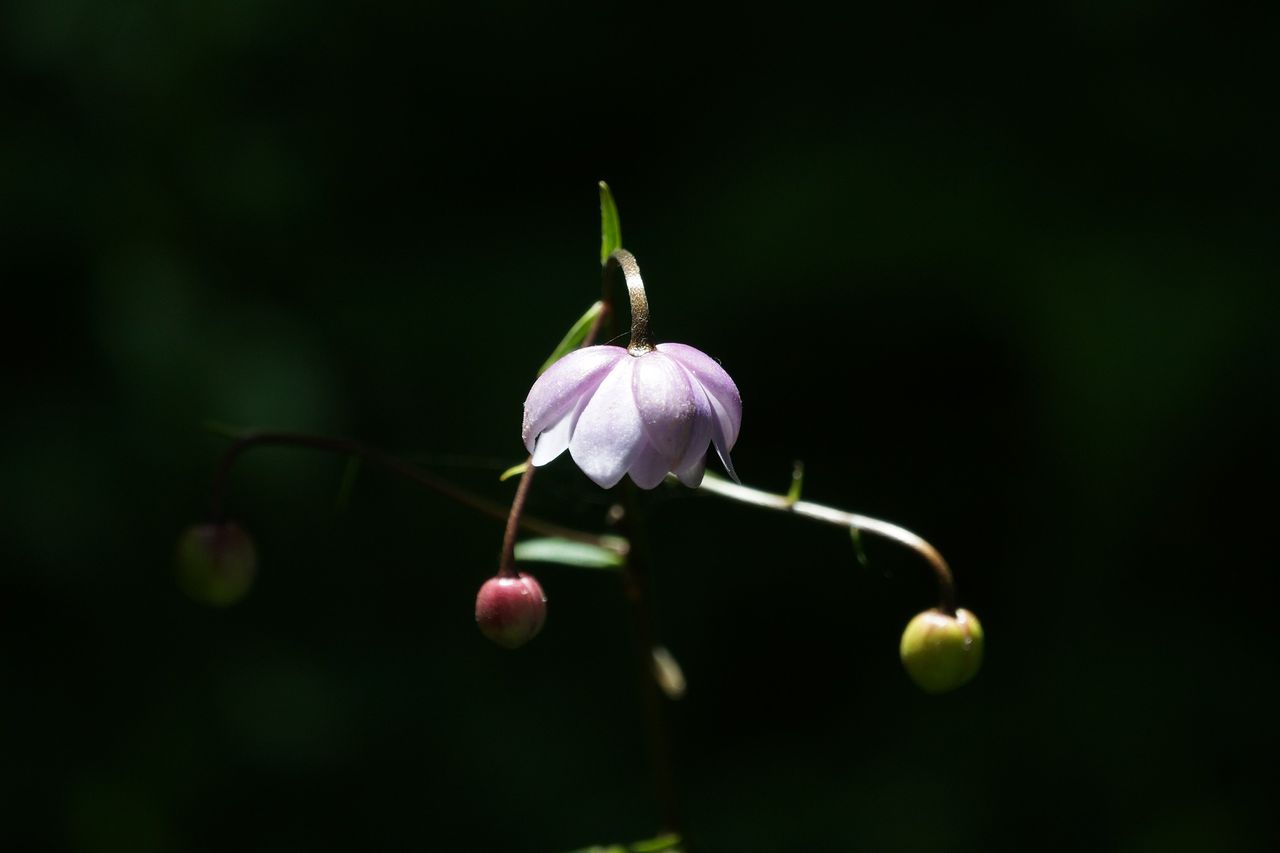 （C)ソニー写真部