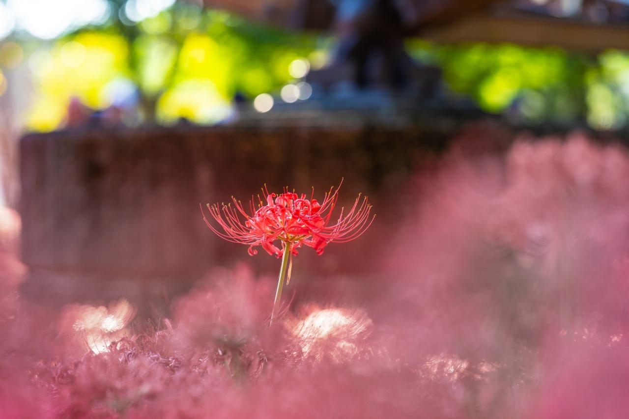 （C)ソニー写真部