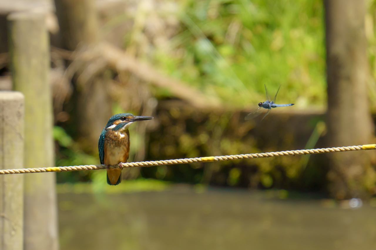（C)ソニー写真部