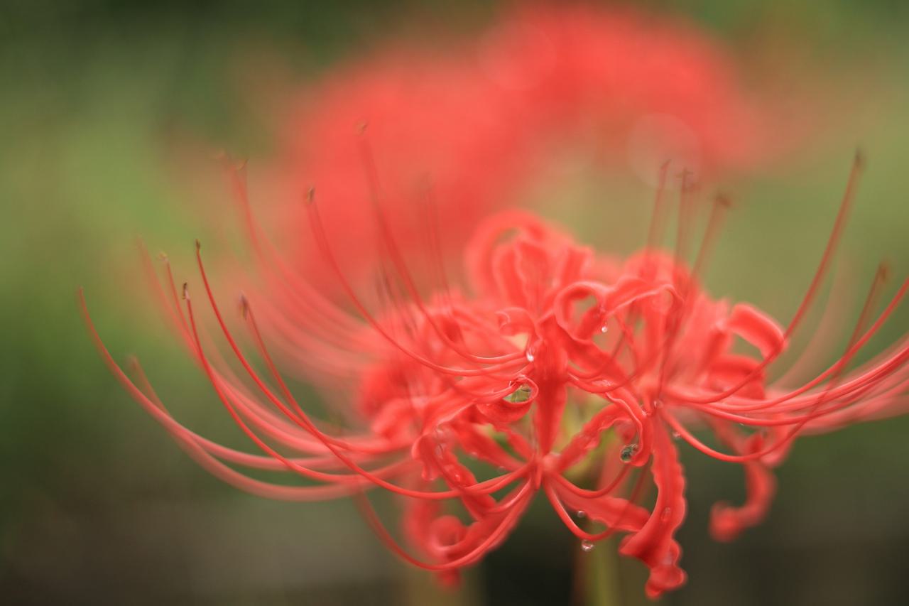 （C)ソニー写真部