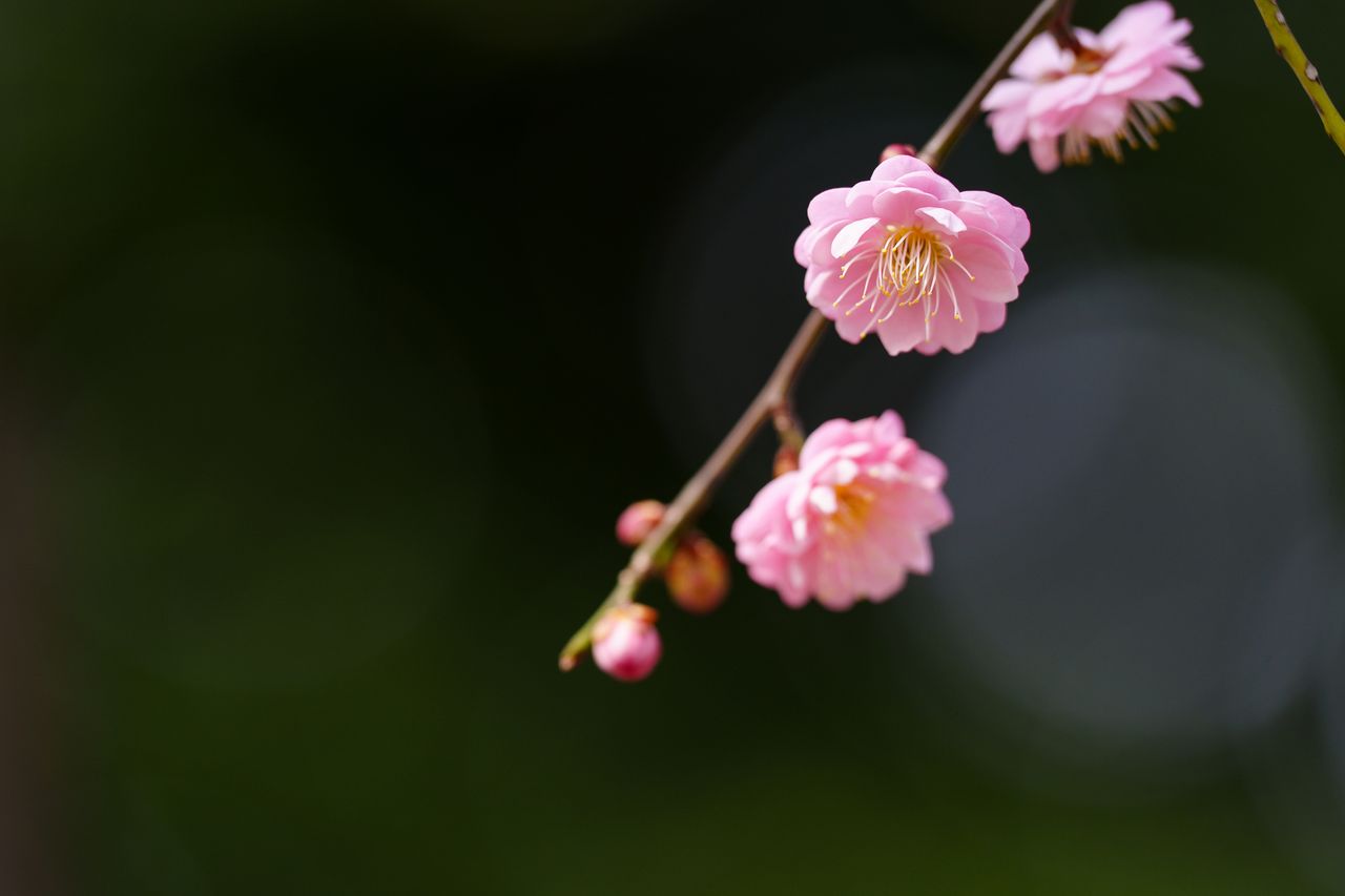 （C)ソニー写真部