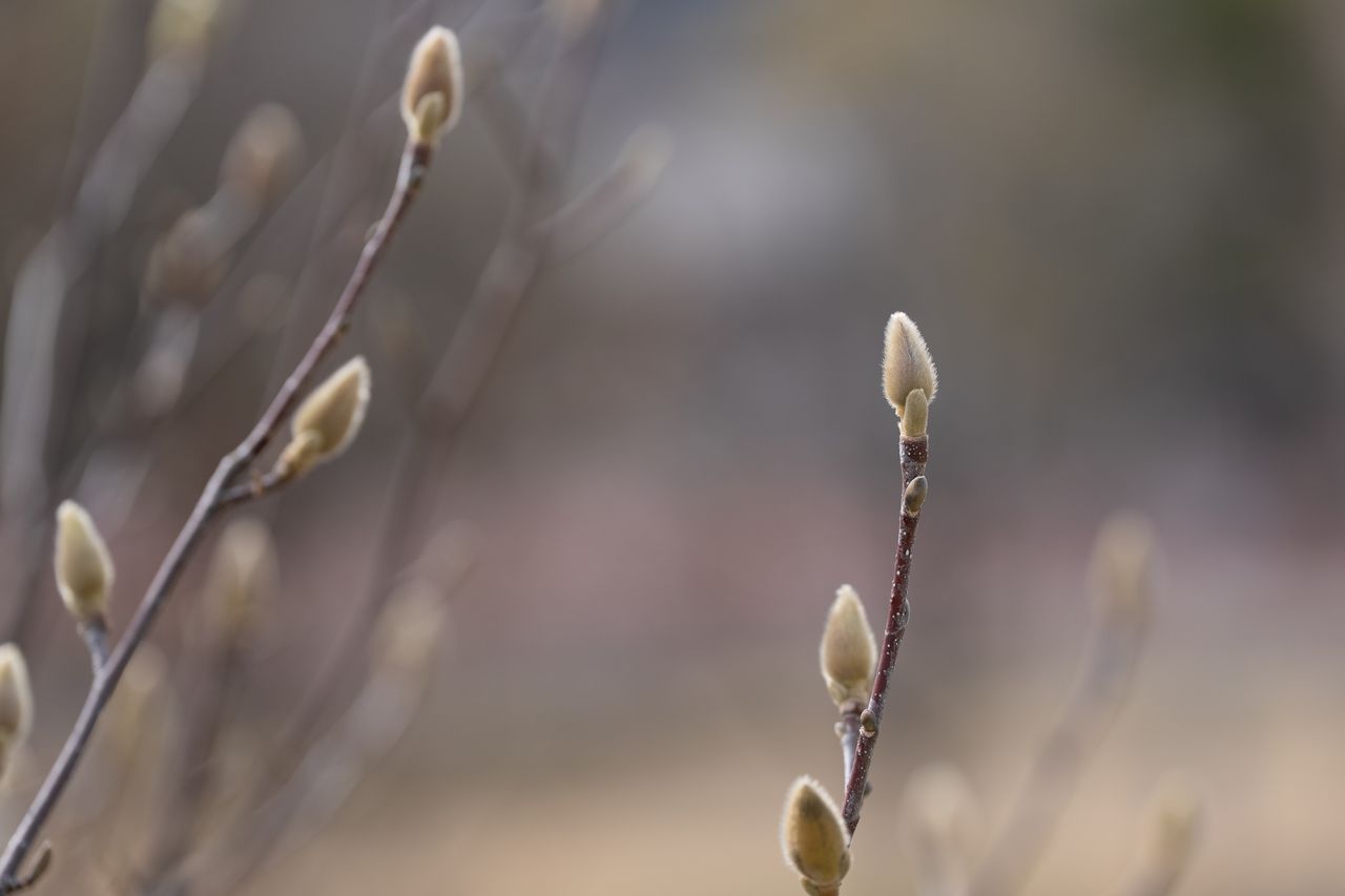 （C)ソニー写真部