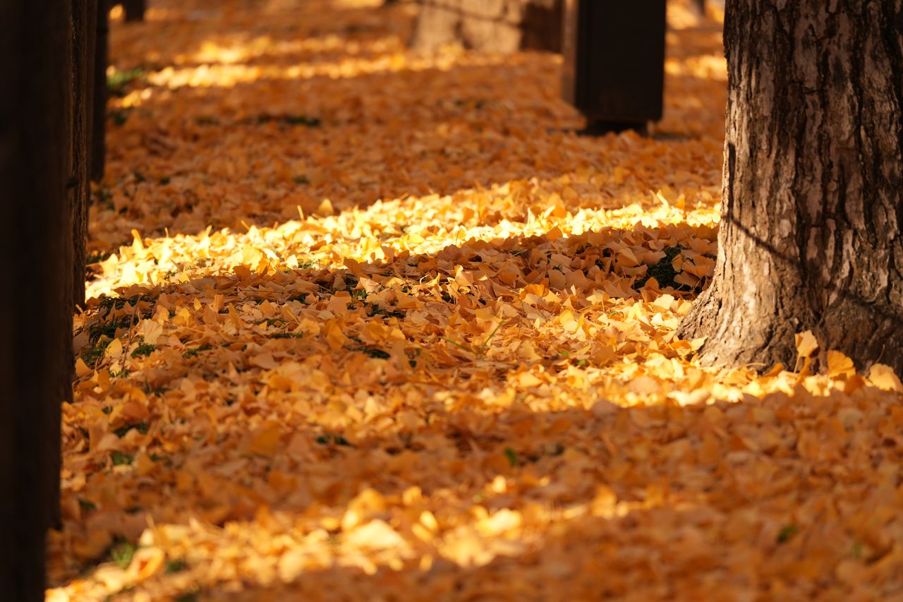 (C)ソニー写真部