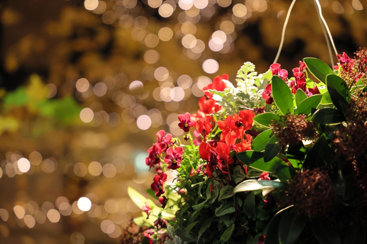 (C)ソニー写真部