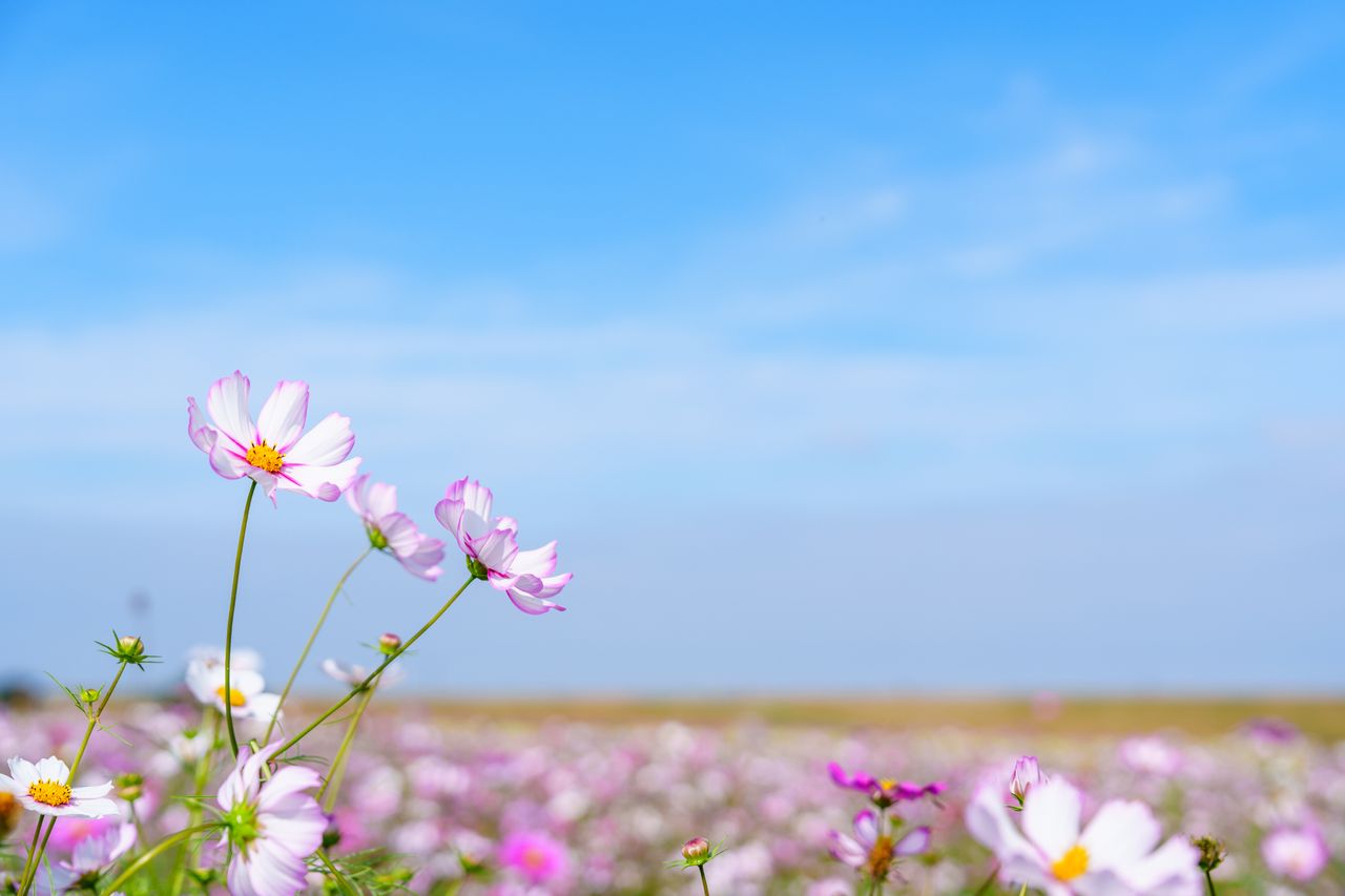 （C)ソニー写真部