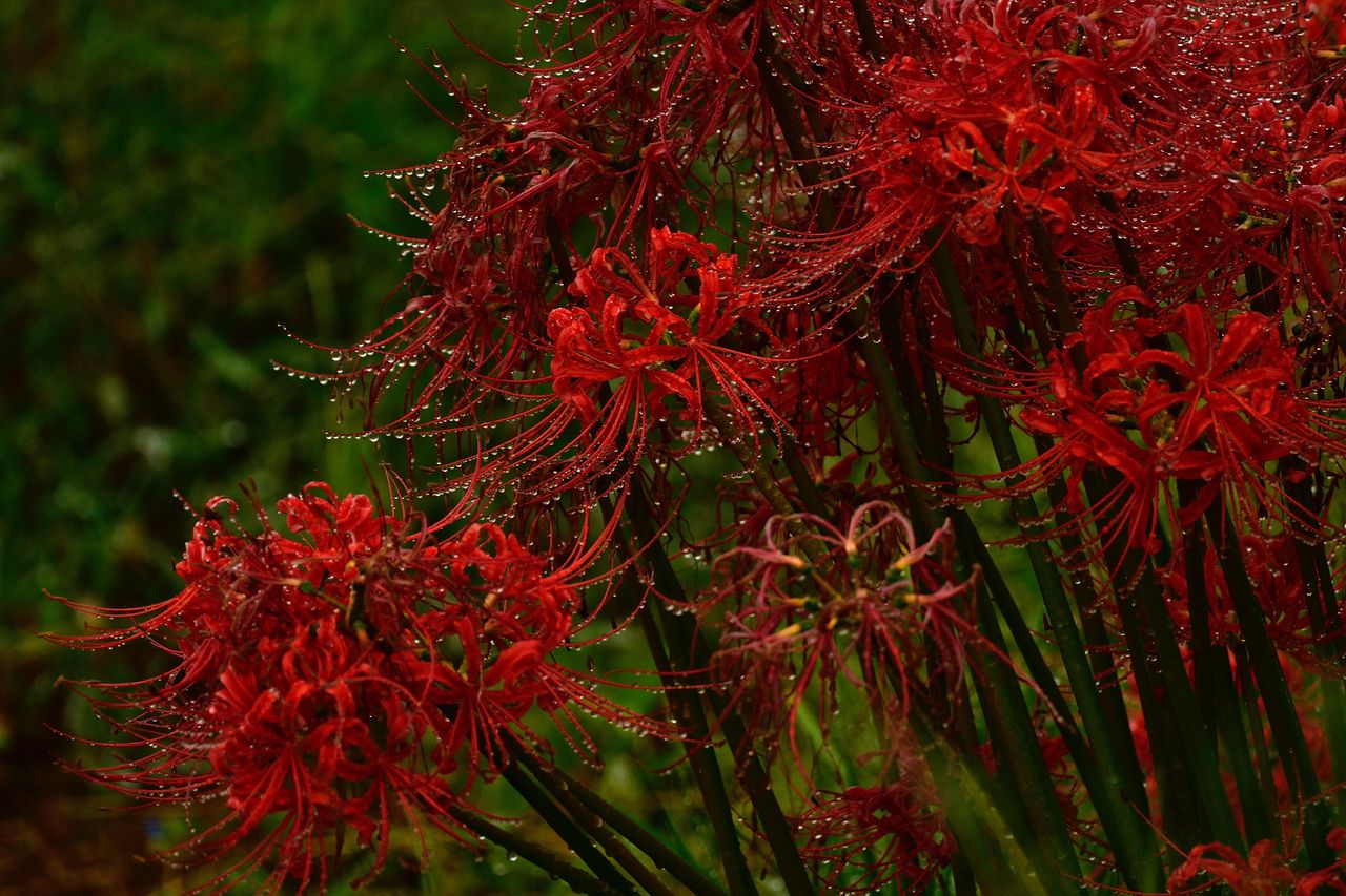 （C)ソニー写真部