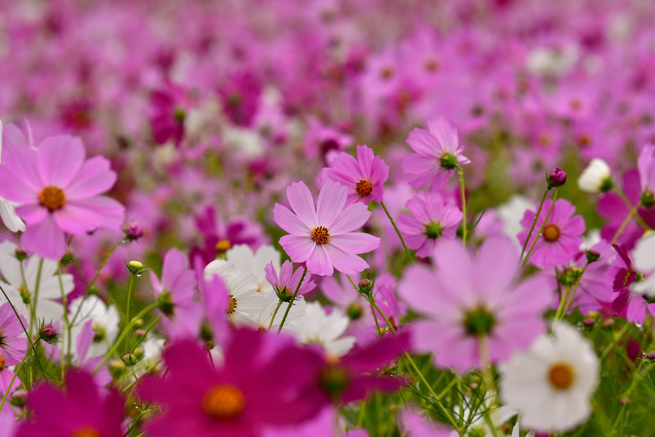 （C)ソニー写真部