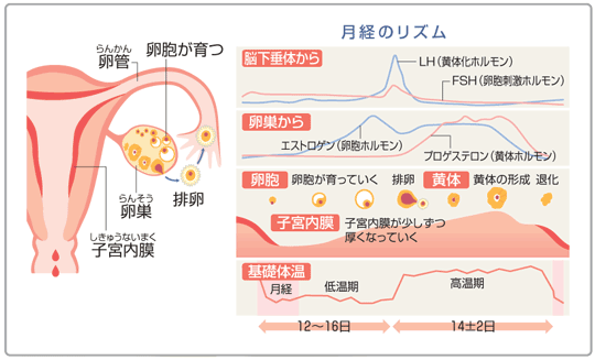 月経 女性のからだ「月経の基礎知識」 | 女性の健康広場 | 健康情報 ...